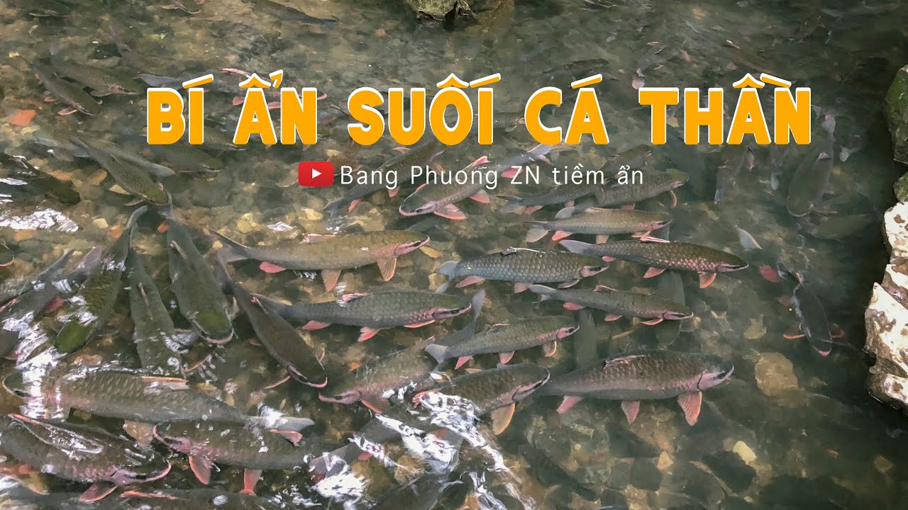 BÍ ẨN SUỐI CÁ THẦN: Việt Nam – vẻ đẹp tiềm ẩn số 35| Suối Ngọc| Cẩm Lương| Thanh Hoá| Động Cây Đăng