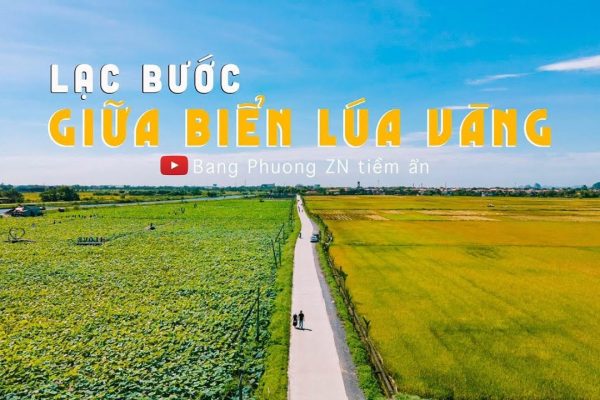 LẠC BƯỚC GIỮA BIỂN LÚA VÀNG| Việt Nam vẻ đẹp tiềm ẩn số 65| Ninhbinh| Hangmua| Hoalu
