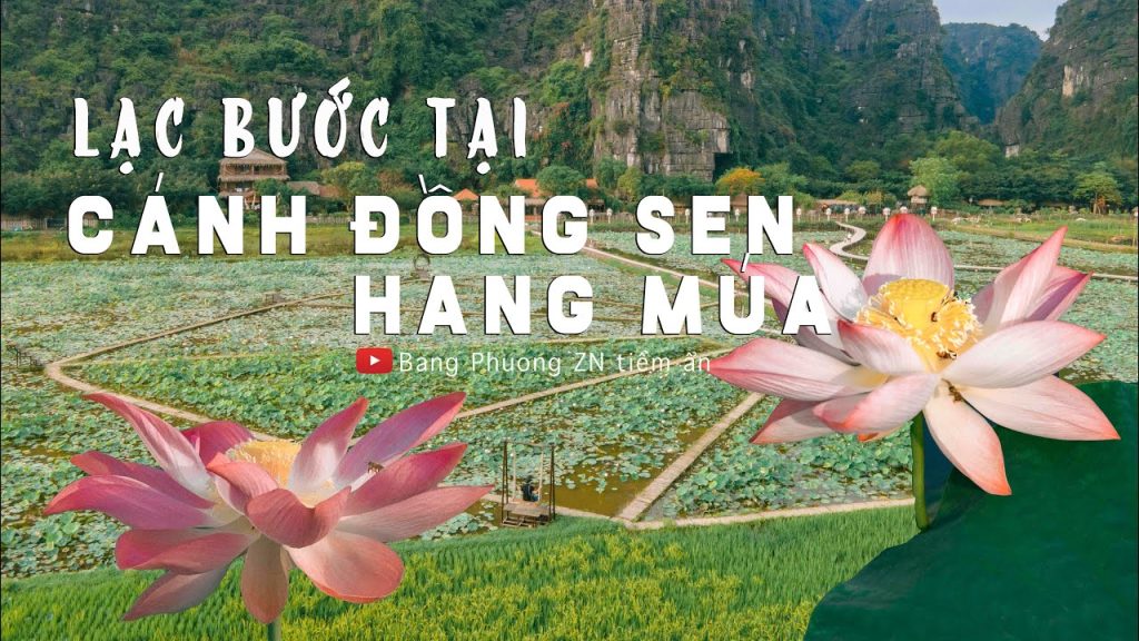 LAC BUOC TAI CANH DONG SEN HANG MUA