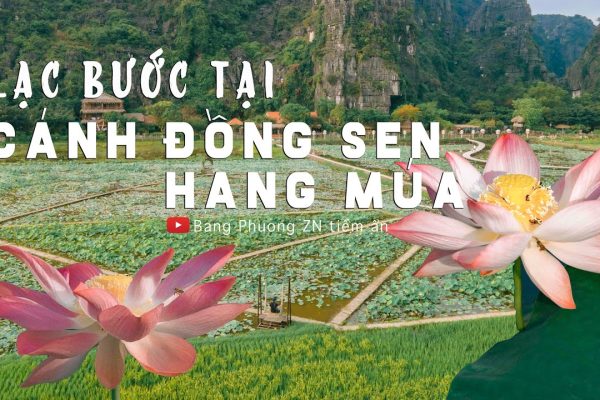 LẠC BƯỚC TẠI CÁNH ĐỒNG SEN HANG MÚA| Việt Nam vẻ đẹp tiềm ẩn số 64| hangmua| hoasen| Mua Cave