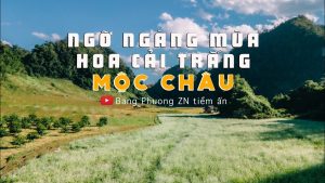 NGO NGANG MUA HOA CAI TRANG MOC CHAU